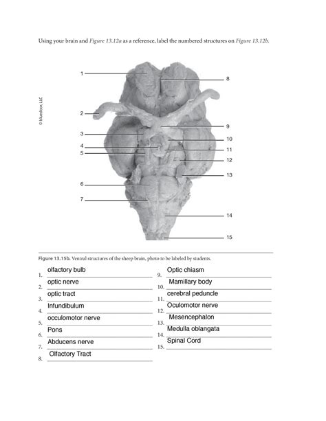 sheep brain dissection lab worksheet answers